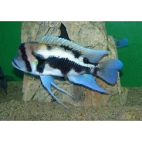 Cyphotilapia Frontosa black widow 4-5cm Cyphotilapia Frontosa black widow 4-5cm